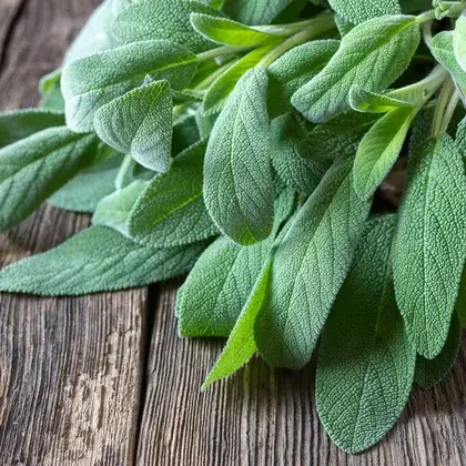 #3. Листья шалфея